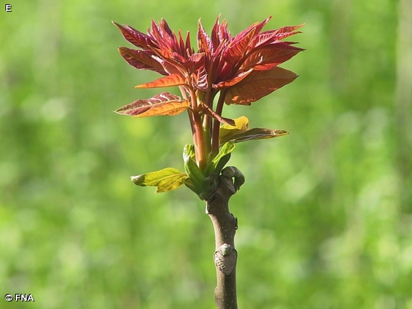 TREE-OF-HEAVEN / Ailanthus altissima