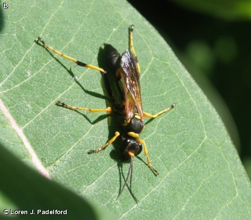 Sceliphron caementarium