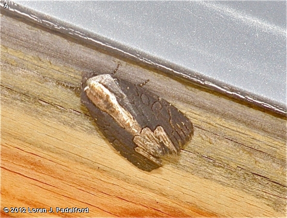 American Bird's-wing Moth