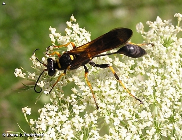 Black and Yellow Mud Dauber on Queen Anne's Lace