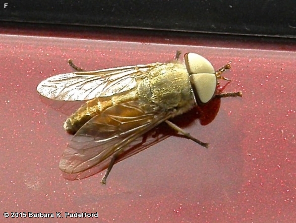 Male Tabanus subsimilis