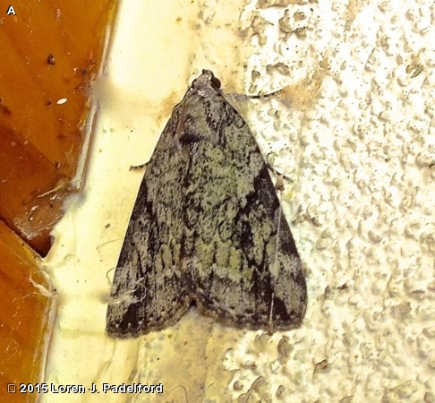 Little Nymph Underwing