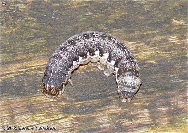 Ruby Quaker Caterpiller 