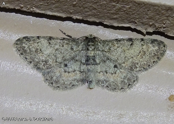 Texas Gray Moth