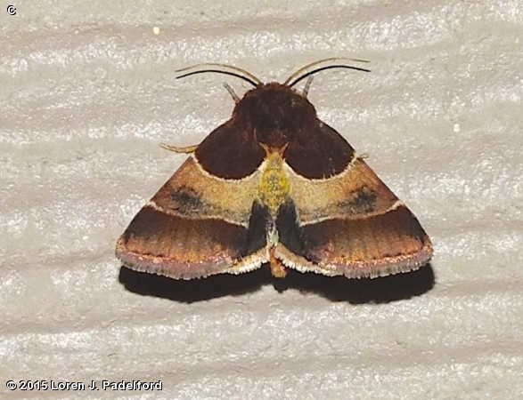 Aricigera Flower Moth