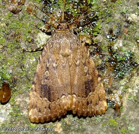 Copper Underwing