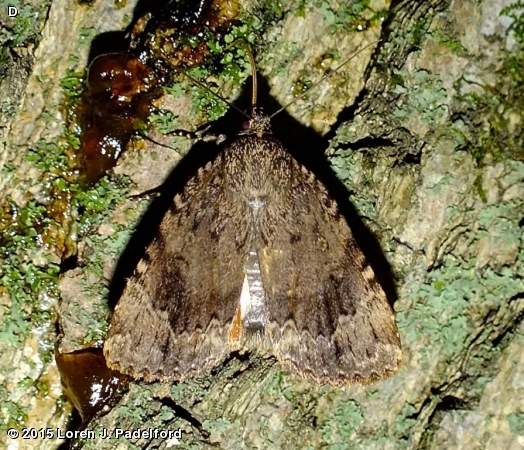 Copper Underwing