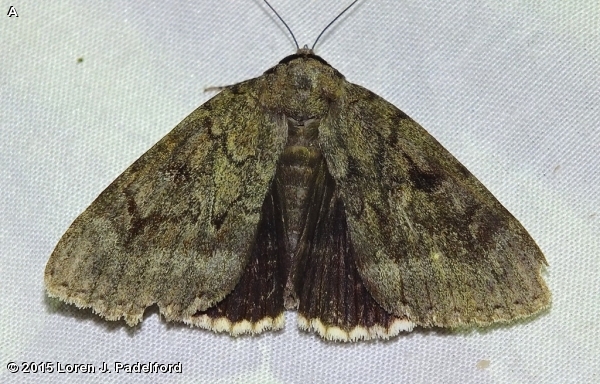 Obscure Underwing