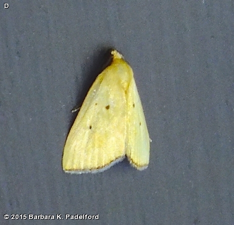 Black-bordered Lemon Moth