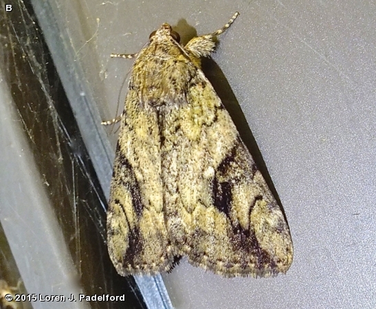 Little Nymph Underwing