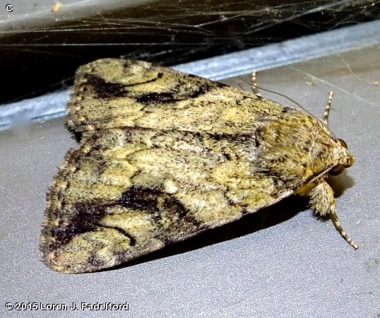 Little Nymph Underwing