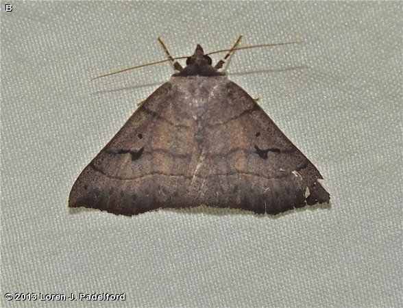 Brown Panopoda