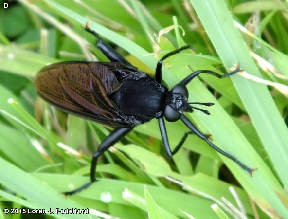 Mydas clavatus