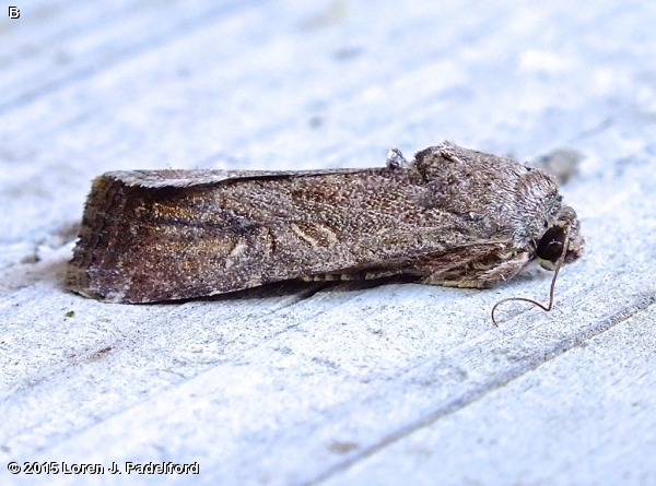 Fall Armyworm Female