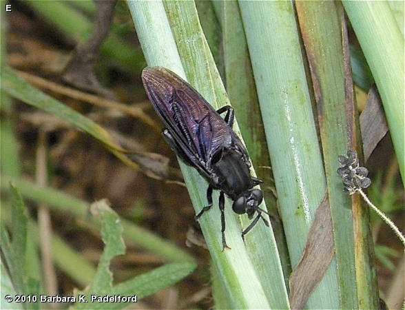 Mydas clavatus