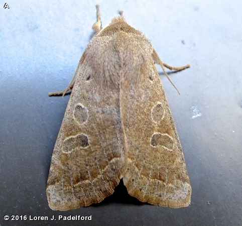 Speckled Green Fruitworm Moth