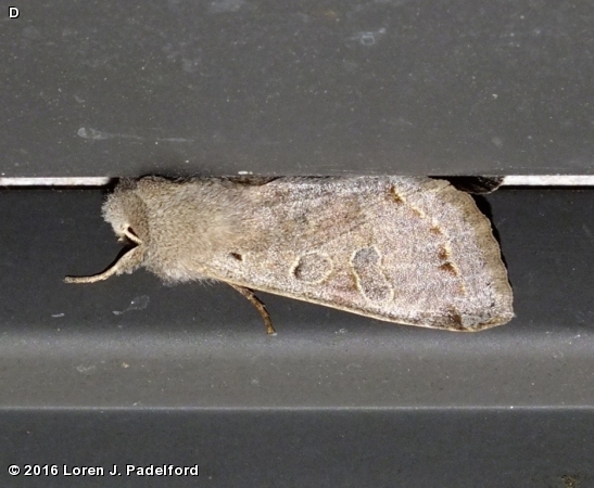 Speckled Green Fruitworm Moth