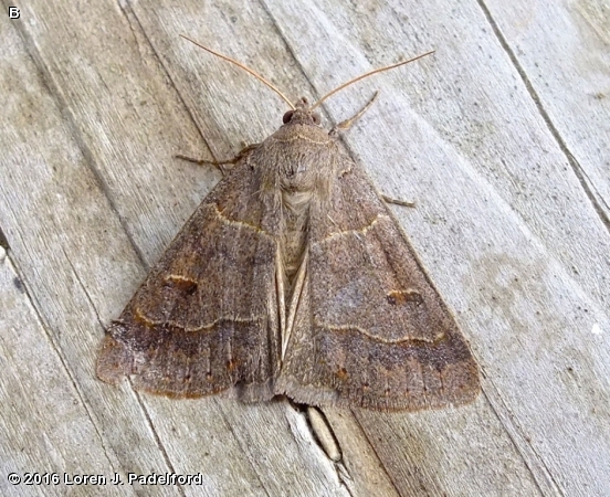 Common Oak Moth