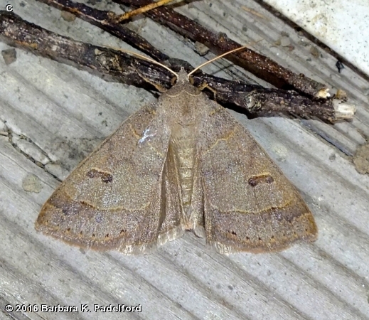 Common Oak Moth