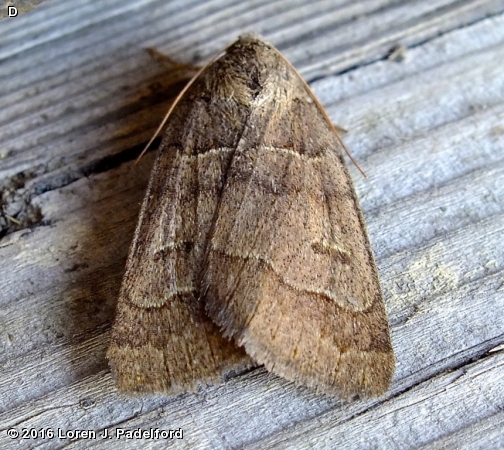 Common Oak Moth