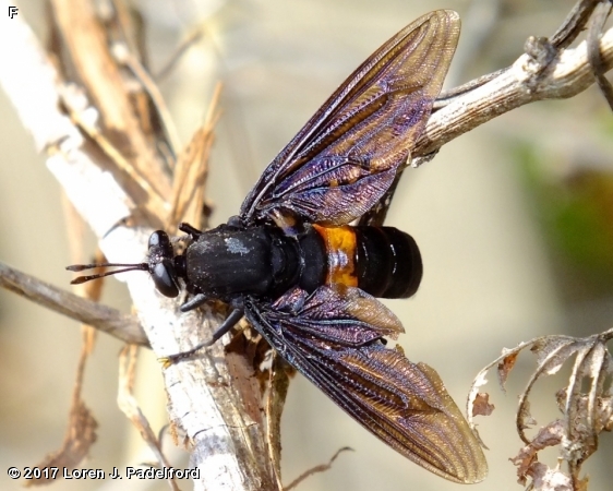 Mydas clavatus