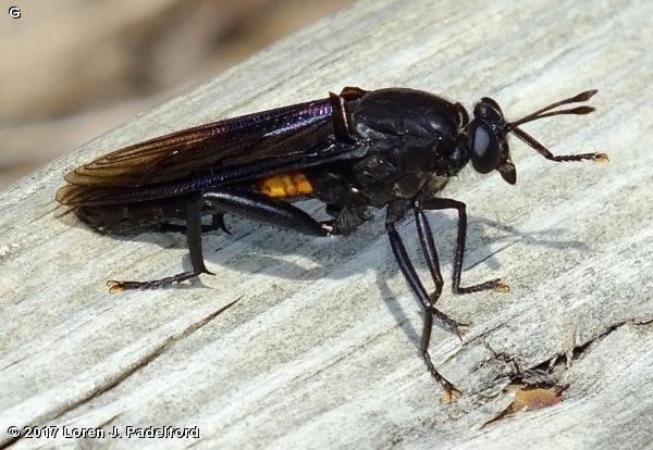 Mydas clavatus