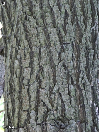 PEACHLEAF WILLOW / Salix amygdaloides