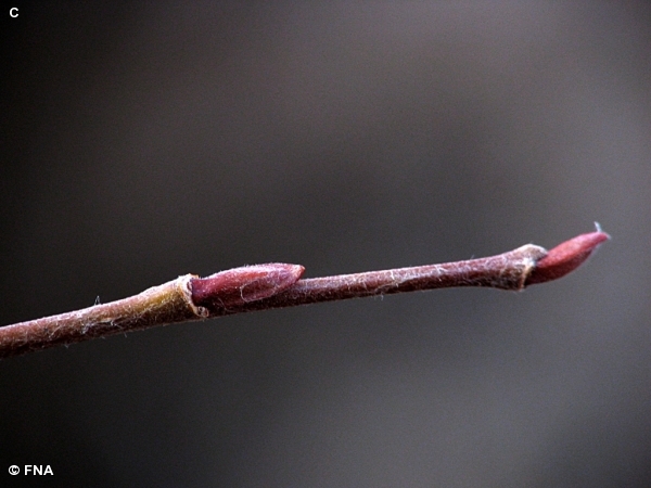 PEACHLEAF WILLOW / Salix amygdaloides