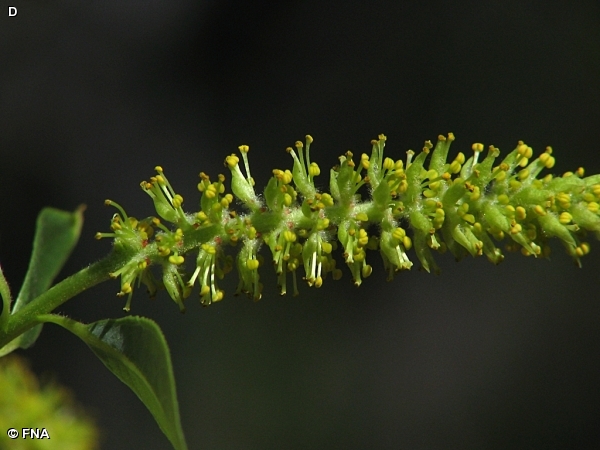 PEACHLEAF WILLOW / Salix amygdaloides