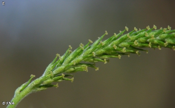 PEACHLEAF WILLOW / Salix amygdaloides