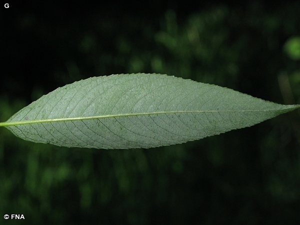 PEACHLEAF WILLOW / Salix amygdaloides
