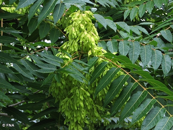 TREE-OF-HEAVEN / Ailanthus altissima