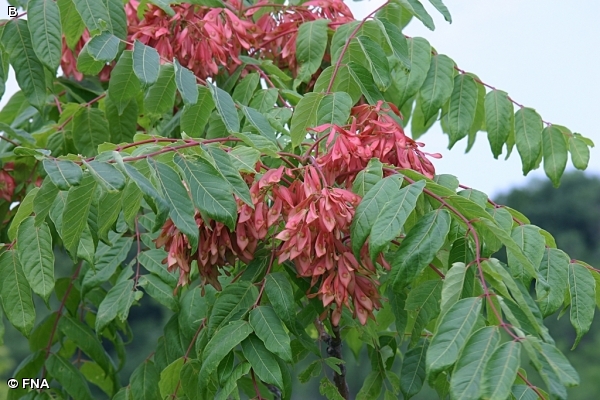 TREE-OF-HEAVEN / Ailanthus altissima