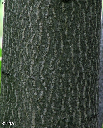 TREE-OF-HEAVEN / Ailanthus altissima