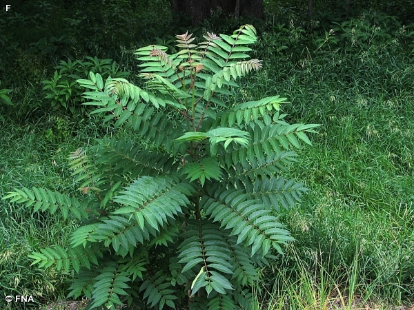 TREE-OF-HEAVEN / Ailanthus altissima