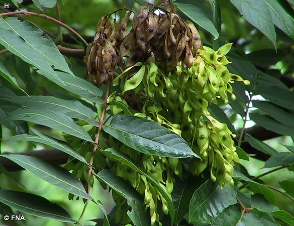 TREE-OF-HEAVEN / Ailanthus altissima