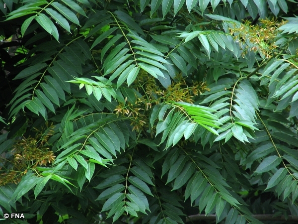 TREE-OF-HEAVEN / Ailanthus altissima