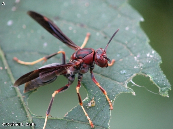Female Polistes metricus