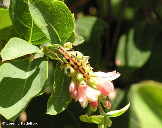 Long horned beetle (Strangalia luteicornis)