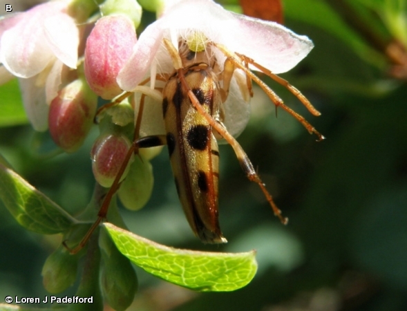 Long horned beetle