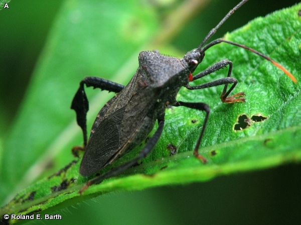 LEAF-FOOTED BUG / Acanthocephala terminalis