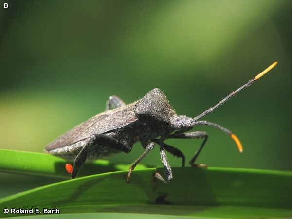 LEAF-FOOTED BUG / Acanthocephala terminalis