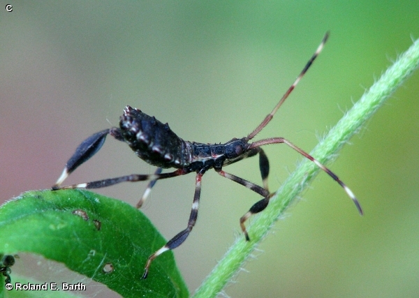 LEAF-FOOTED BUG / Acanthocephala terminalis