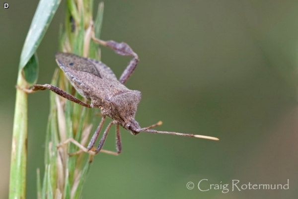 LEAF-FOOTED BUG / Acanthocephala terminalis