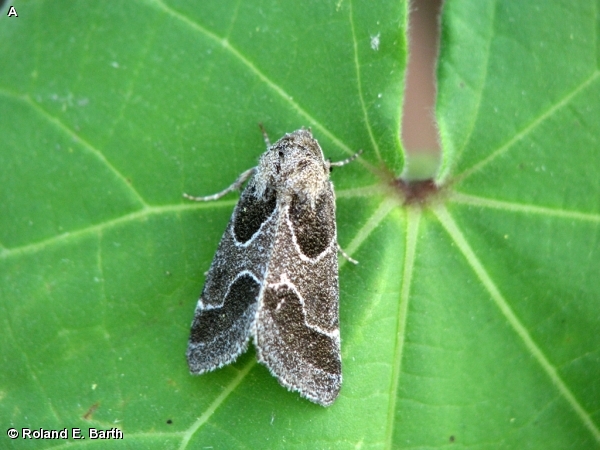 RAGWEED FLOWER MOTH / Schinia rivulosa