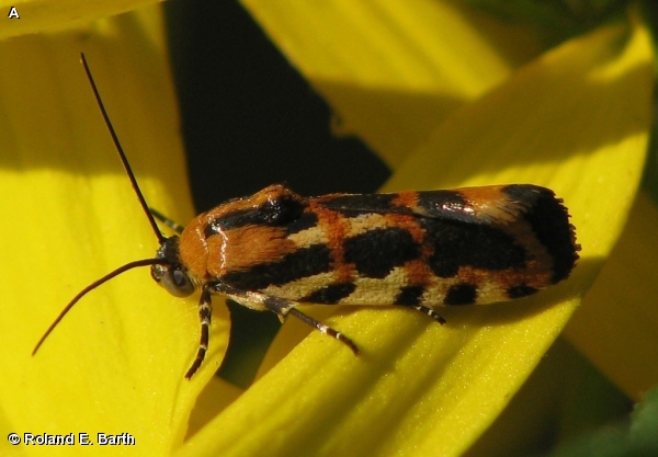 COMMON SPRAGUEIA  / Spragueia leo