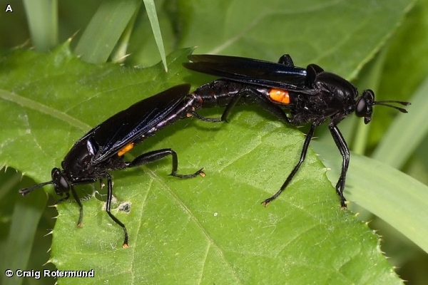 Mating Pair of Mydas clavatus