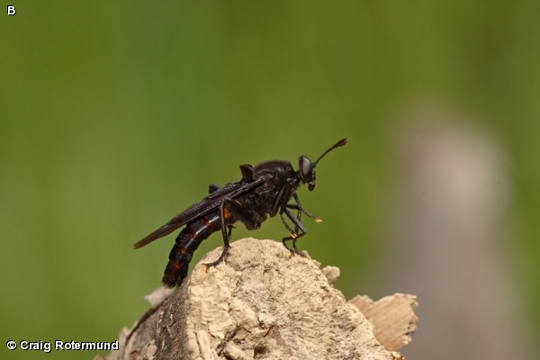 Male Mydas clavatus