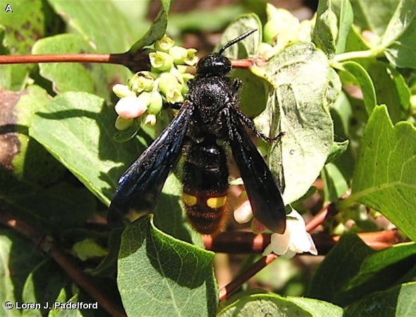 Scolia dubia on Wolfberry