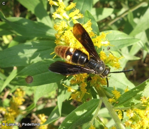 Scolia dubia on Goldenrod